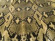 snake skin