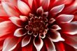 Close up of dahlia blossom