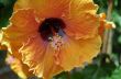 Orange Flower