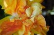Orange Flower