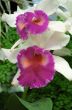 Purple and White Flower