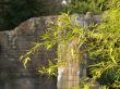 bamboo leaves