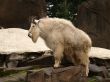 mountain goat