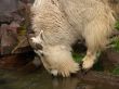 mountain goat