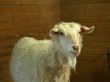 farm goat