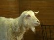 farm goat