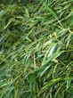 green leaves