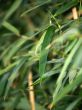 green leaves