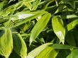 green leaves