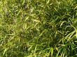 green leaves