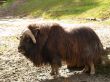 musk ox