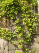vine on rock wall