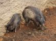 warthog