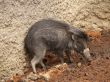 warthog