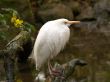 white bird