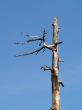 dead tree
