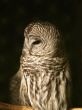 spotted owl