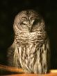 spotted owl