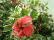 red flower