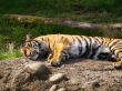 lazy tiger