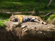 lazy tiger