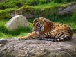 tiger bath