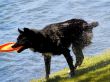 Black Dog
