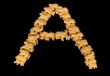 `A` is for Animal Crackers