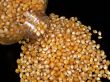 Popcorn Kernels Pouring from the Container
