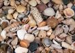 Full Frame Photo of Small Seashells
