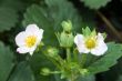 Strawberry, flower