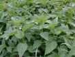 Nettle ordinary