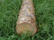 Pine log on a background of a meadow grass