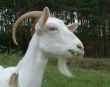 Goat chewing a maple leaf