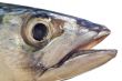 mackerel head