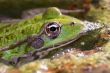green frog macro