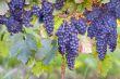 blue grapes on vines