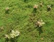 Flavovirent moss