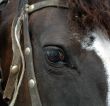 Fragment head of a horse