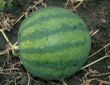 Water-melon on a kitchen garden