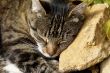 Rock pillow.