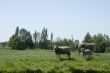 landscape with sheep