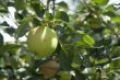 apple-tree