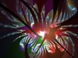 Tropicl Fauna