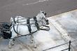 Pair of Horses