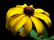 Close Up of a Single Black Eyed Susan Flower