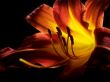Daylily On A Black Background 2