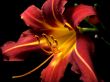 Daylily On A Black Background 1