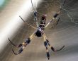 Close Up Of A Garden Spider