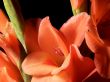 Peach Colored Gladolia Blossoms